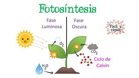 fases de la fotosíntesis